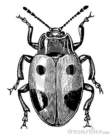 Handsome Fungus Beetle, vintage illustration Vector Illustration