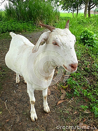 Handsome innocent white goat standing in farm Stock Photo