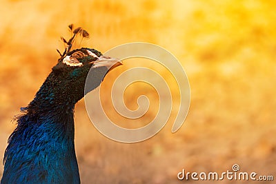 Handsome peacock stretched out his long neck under the bright glow of the sun Stock Photo