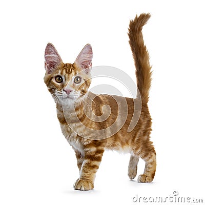 Handsome red Maine Coon cat on white background Stock Photo
