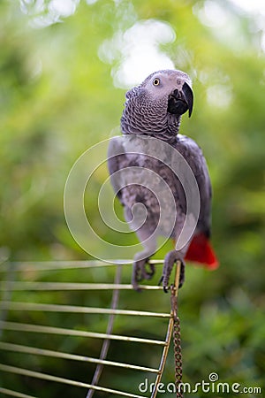 handsome and the smartest African gray parrot Jaco Stock Photo