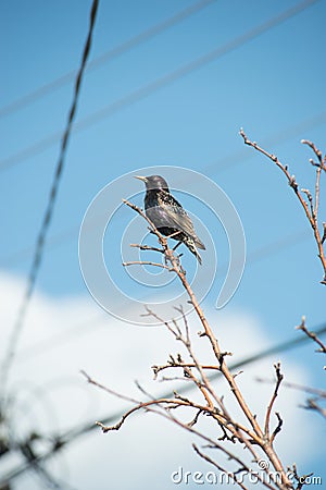 Handsome Starling sits on the wires and looks out of the birdhouse Stock Photo
