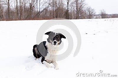 Handsome unleashed border collie dog lying in snowy field with alert expression Stock Photo