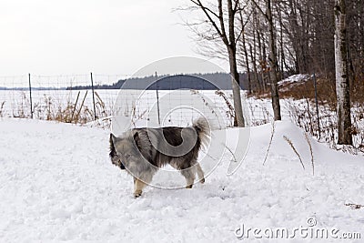 Handsome unleashed Keeshond dog walking in snow with wary expression next to wooded area Stock Photo
