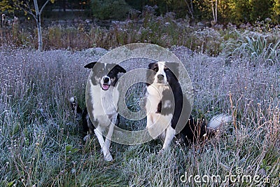 Handsome unleashed pair of border collie dogs sitting in frosted grasses staring Stock Photo