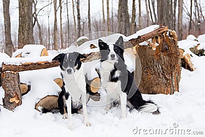 Handsome unleashed pair of border collie dogs sitting in snow with patient expression next to wooded area Stock Photo