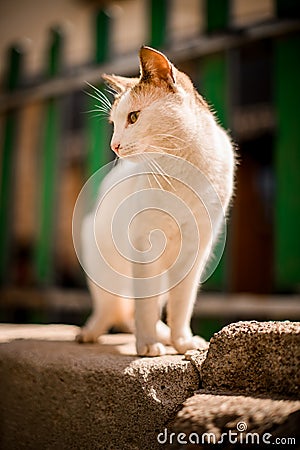 handsome white cat with red spots stands on stone outside on blurry background Stock Photo