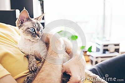 Handsome young man is hugging and cuddling his cute color point Devon Rex cat. Domestic pets concept. Kitten feels happy to be Stock Photo