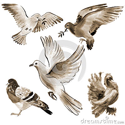 Set of birds doves. Watercolor illustration in white background. Cartoon Illustration