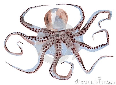 Handwork watercolor illustration of an octopus Cartoon Illustration
