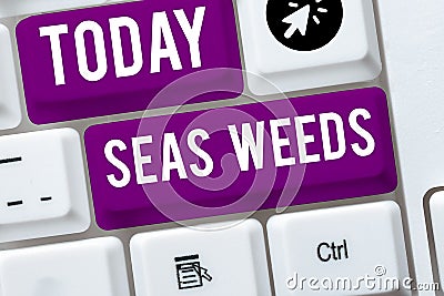 Sign displaying Sea Weeds. Business overview Large algae growing in the sea or ocean Marine plants flora Stock Photo