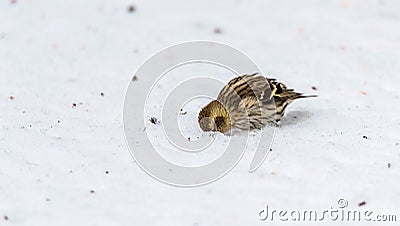 Hang on, I'll have a look ... a small Pine Siskin finch (Carduelis pinus) looks for seeds. Stock Photo