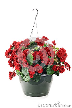 Hanging Begonias Stock Photo