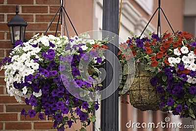 Hanging Baskets Stock Photo