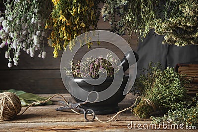 Hanging bunches of medicinal herbs, black mortar with dried plants. Alternative medicine Stock Photo