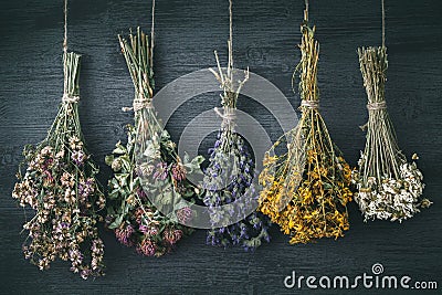 Hanging bunches of medicinal herbs and flowers. Herbal medicine. Stock Photo