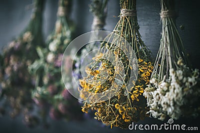 Hanging bunches of medicinal herbs, focus on hypericum flower. Stock Photo