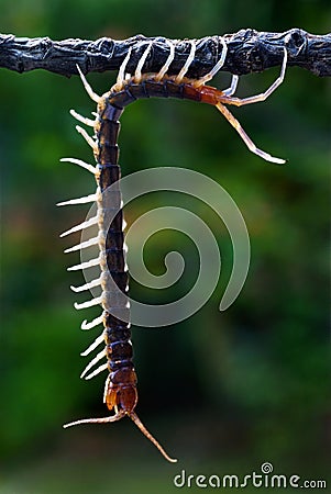 Hanging Centipede Stock Photo