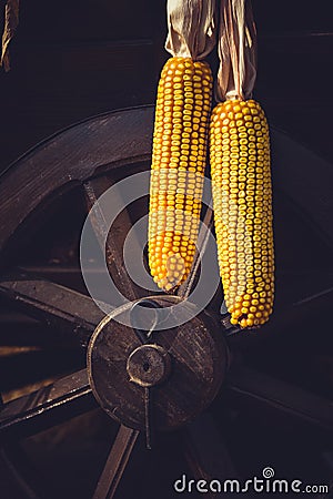 Hanging corn on a vintage cart wheel Stock Photo