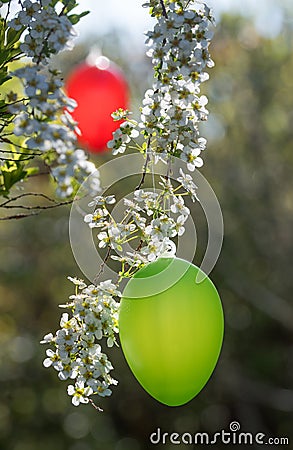 Hanging easter egg on blooming, spiraea bush Stock Photo