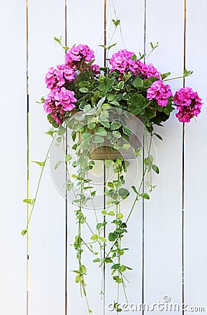 Hanging flower basket Stock Photo