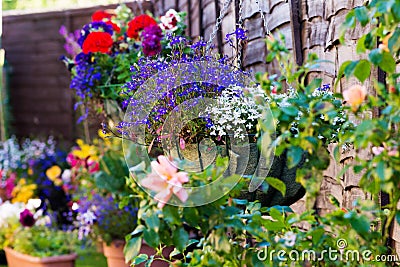 Hanging flower baskets Stock Photo