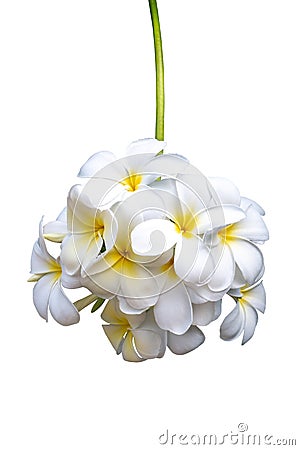 Hanging flower bunch of white Frangipani or Plumeria Plumeria alba tropical flower on white background with clipping path Stock Photo