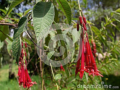 The hanging flowers, and some fruits, of the exotic fuchsia boliviana plant Stock Photo