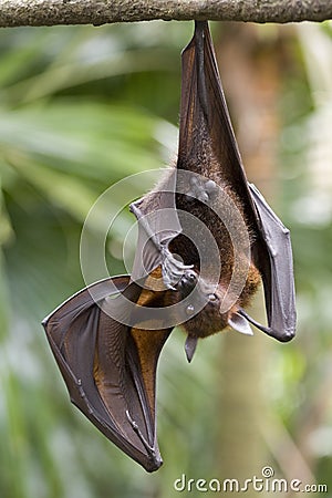 Hanging Fruit Bat Stock Photo