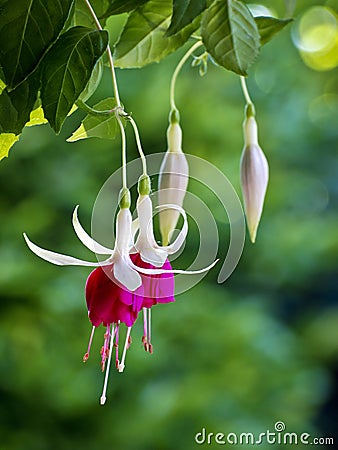 Hanging fuchsia with bokeh, green background Stock Photo