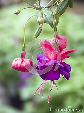 Hanging Fuchsia Flowers Stock Photo