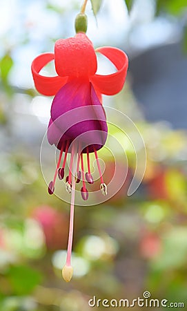 Hanging Fuchsia Maegllanica - Hummingbird Flower with Hues of Violet, Red, and Orange Stock Photo