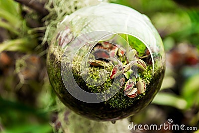 Hanging glass globe terrarium with tropical carnivorous plants Stock Photo