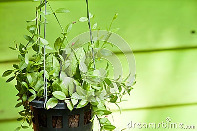 Hanging green plant Stock Photo