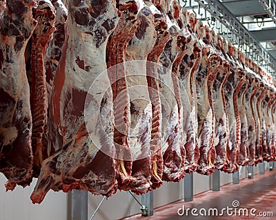 Hanging on hooks in the cold half of cows. Stock Photo