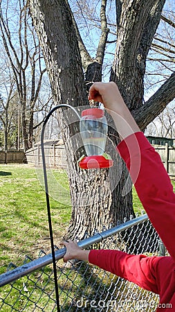 Hanging a Hummingbird Feeder in Backyard Stock Photo