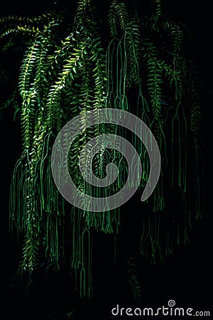 Hanging Huperzia fern or keeled tassel fern with dark moody background, ecology concept. A vascular species of the Stock Photo