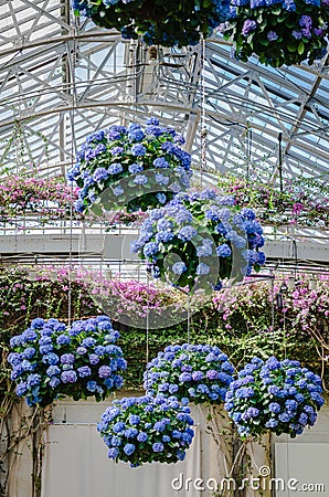 Hanging Hydrangeas - Longwood Gardens - PA Editorial Stock Photo