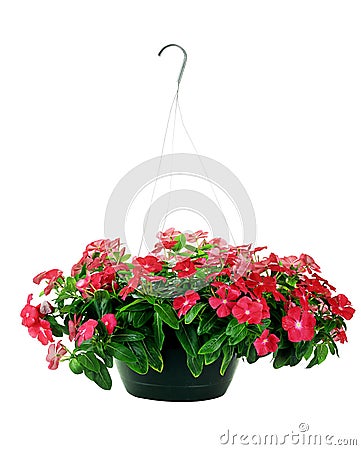 Hanging Impatiens Stock Photo