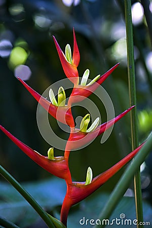 Hanging lobster claw in the environment of origin Stock Photo