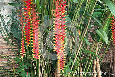 Hanging lobster claw Stock Photo