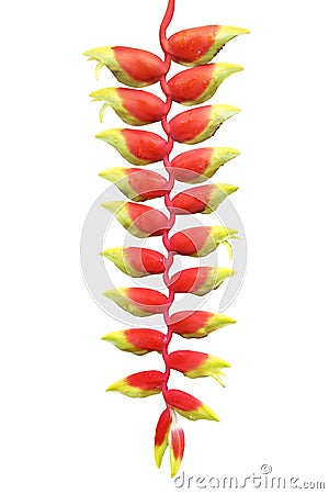 Hanging Lobster Claw, Heliconia rostrata, Flower Isolated on White Background Stock Photo