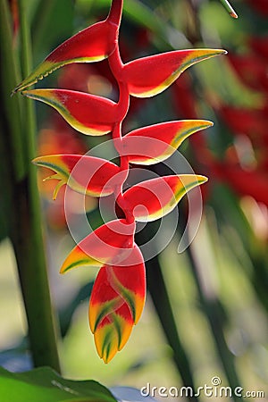 Hanging lobster claw, heliconia rostrata, Mexico Stock Photo