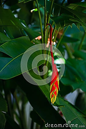 Hanging lobster claw Heliconia rostrata tropical flower bright red yellow green plant flora in Tobago Caribbean Stock Photo