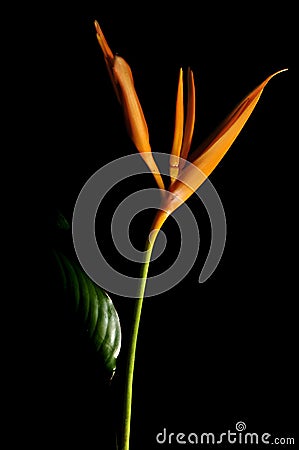 Hanging lobster claws flower Stock Photo