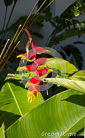 Hanging Lobster-claws plant flower (Heliconia rostrata) Stock Photo