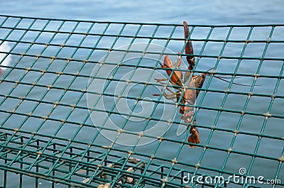 Hanging Lobster Stock Photo