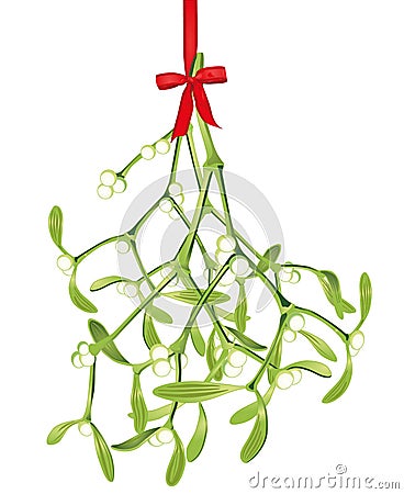 Hanging mistletoe Vector Illustration