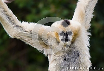 Hanging monkey Stock Photo