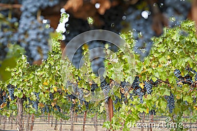 Hanging organic wine grapes, California. Stock Photo